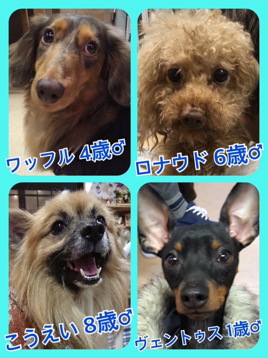 🐾今日の里親様募集中ワンコ🐶メンバーです🐾2019,2,13